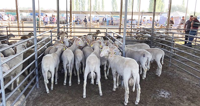 Banaz’da Kurbanlıklar Görücüye Çıktı