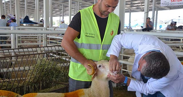 Uşak Belediyesi'nin çalışmalarıyla kent kurban bayramına hazır