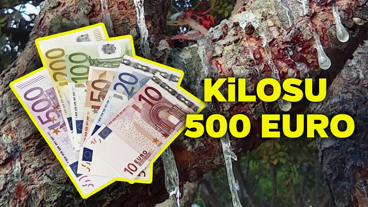 Uşaklılar Kilosu 500 Euro! Her Yerde Yetişiyor. Avrupa Bu Ağacın Peşinde..