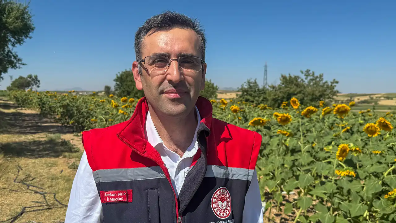 Uşak Ayçiçeği Ekim1