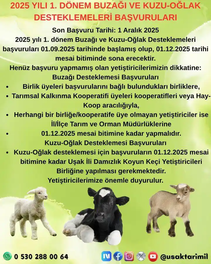 Kuzu Oğlak Başvuru