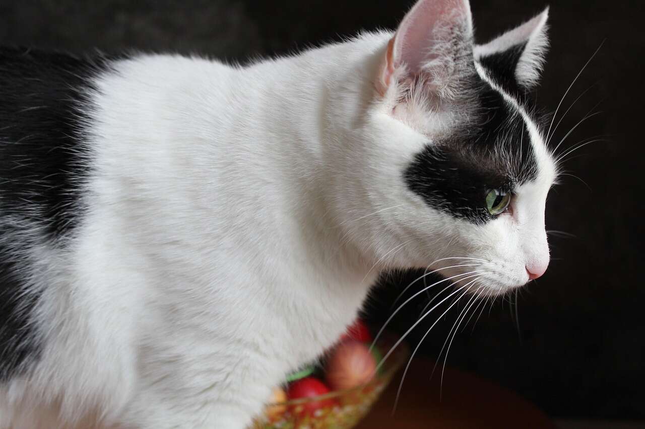 kedi