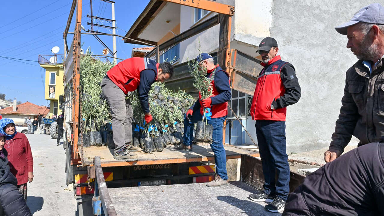 usak-74-bin-zeytin-fidani-dagitim