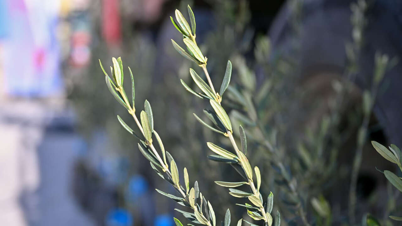 usak-74-bin-zeytin-fidani-dagitim1