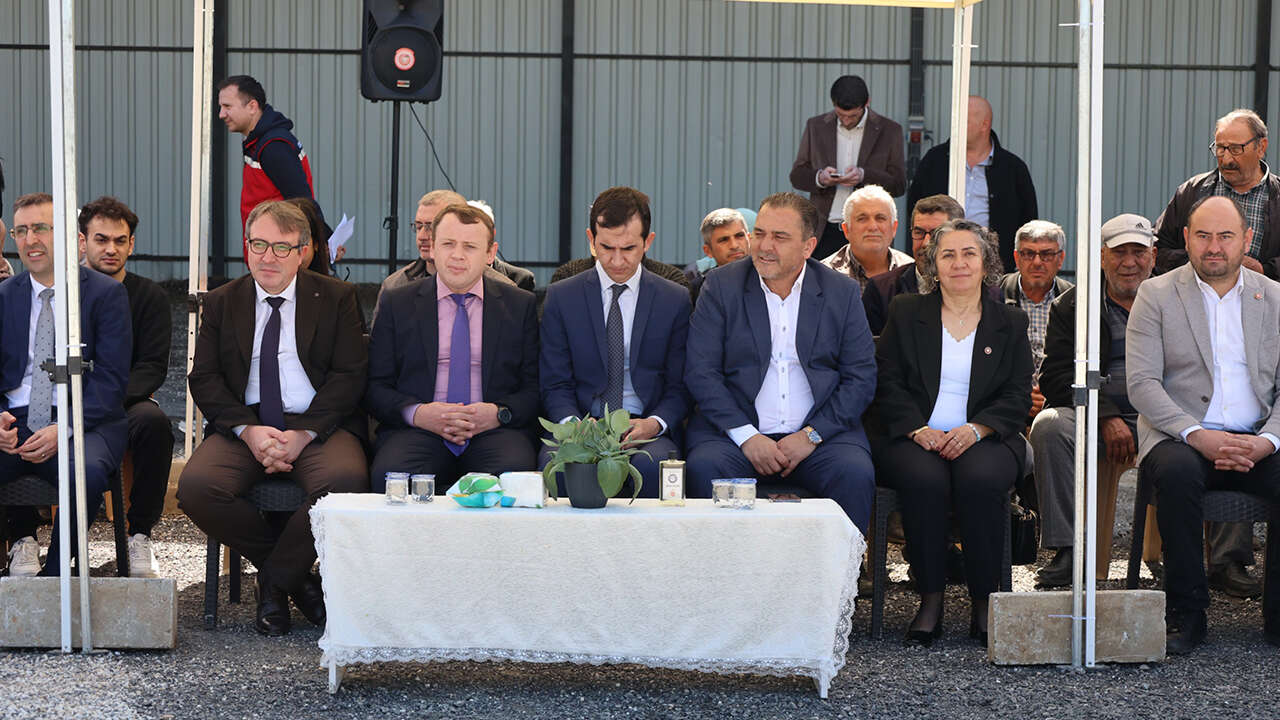 esme-zeytin-fidani-dagitim