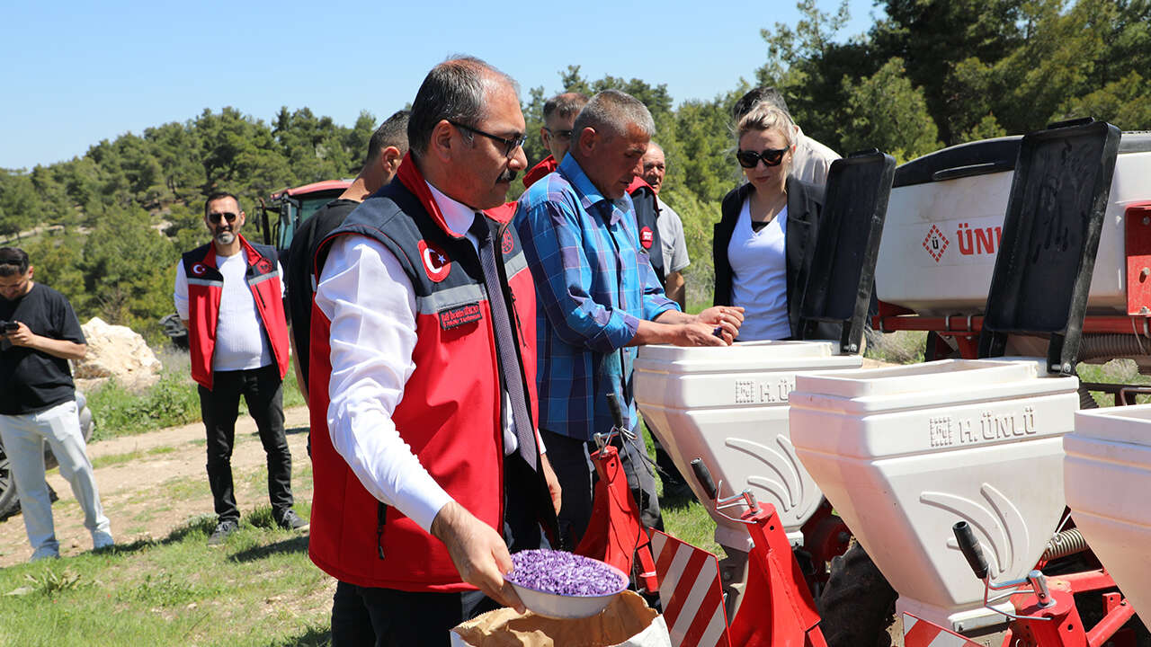 usak-yaglik-aycicegi-tarla-test-asamasi4